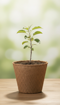 Dwarf apple tree sapling in biodegradable pot